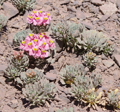 Alstroemeria umbellata