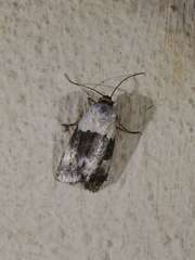 Dysmilichia namibiae