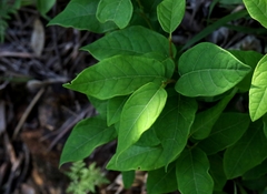 Neoshirakia japonica, photograph author not stated, no rights reserved