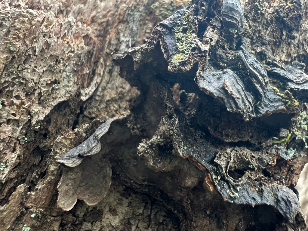 Oak Curtain Crust Fungus · May 2026 · photo: Photo: (c) Deana Tempest Thomas, some rights reserved (CC BY) · iNaturalist
