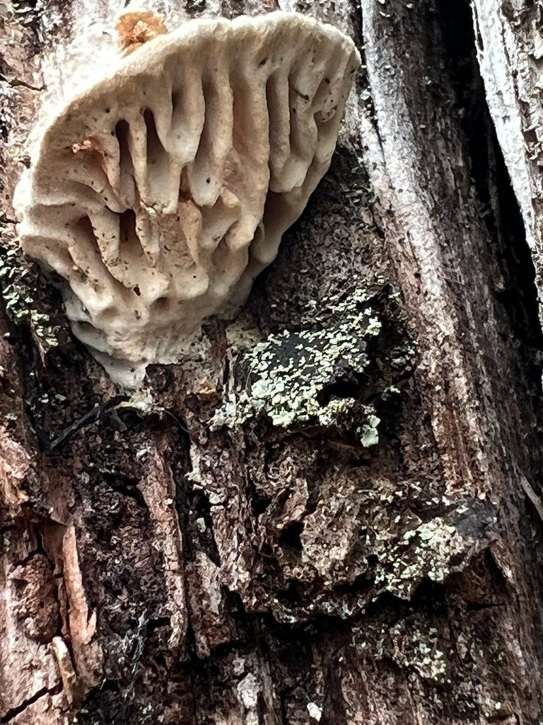 Oak mazegill · May 2026 · photo: Photo: (c) Deana Tempest Thomas, some rights reserved (CC BY) · iNaturalist