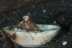 Amphioctopus