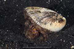 Amphioctopus