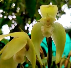 Ida fimbriata