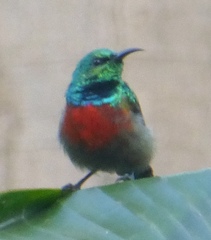 Cinnyris chloropygius