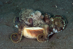 Amphioctopus