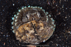 Amphioctopus