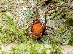Ampycidae