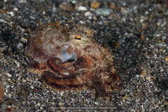 Amphioctopus