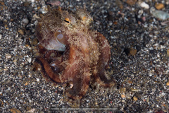 Amphioctopus