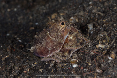 Amphioctopus