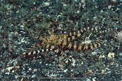 Wunderpus photogenicus
