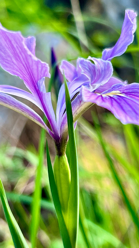 Iris tenax