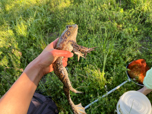 American Bullfrog