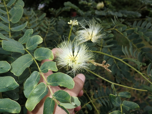Albizia lebbeck observed 2026-05-08