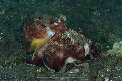 Amphioctopus