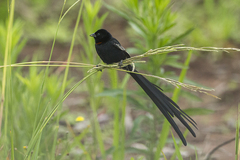 Red-Collared Widowbird photo 3
