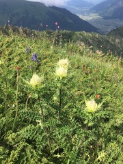 Cirsium obvallatum