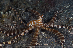 Wunderpus photogenicus