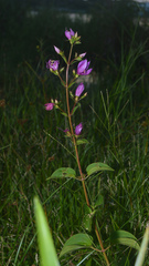 Rhynchanthera cordata