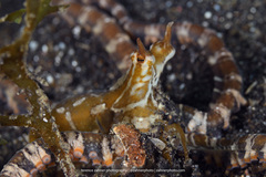 Wunderpus photogenicus