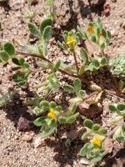 Acmispon brachycarpus