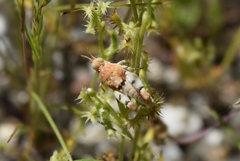 Cibolacris parviceps