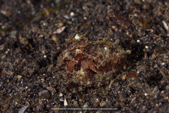 Amphioctopus