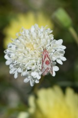 Noctueliopsis aridalis