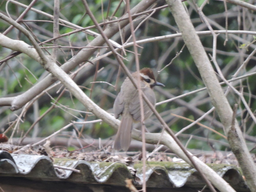 White-browed Laughingthrush