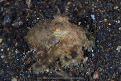 Amphioctopus
