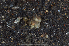 Amphioctopus