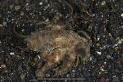 Amphioctopus
