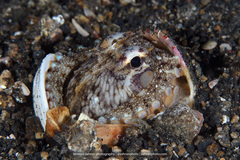 Amphioctopus