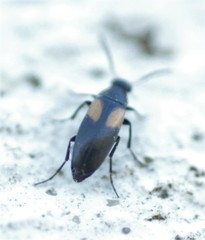 Anaspis fasciata