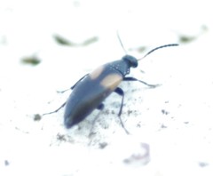 Anaspis fasciata
