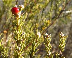 Phylica rogersii
