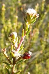 Phylica rogersii