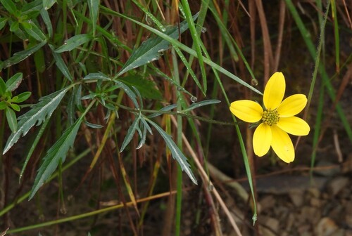 Bidens andicola, photograph 5