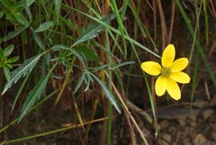 Bidens andicola, photograph author not stated, no rights reserved