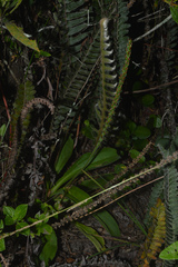 Plantago catharinea