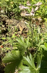 Delphinium californicum, photograph author not stated, no rights reserved