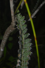 Pleopeltis lepidopteris