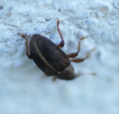 Lignyodes enucleator