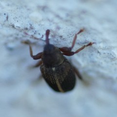 Lignyodes enucleator