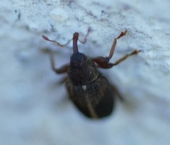 Lignyodes enucleator