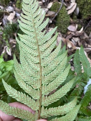Polystichum dudleyi