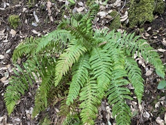 Polystichum dudleyi