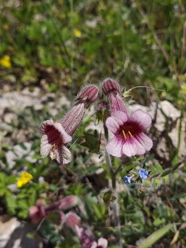 Rehmannia