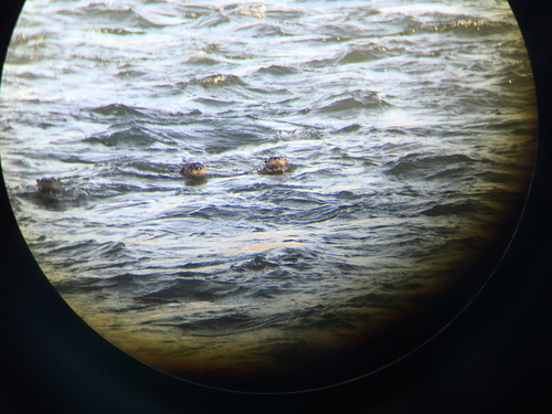 North American River Otter photographed in Montana